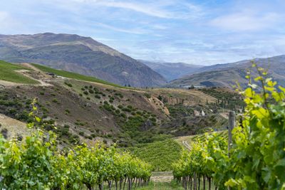 0 Cairnmuir Road, Bannockburn, Central Otago, Otago | Tall Poppy 
