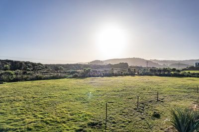 18 Ara Pahu, Curio Bay, Southland | Tall Poppy 