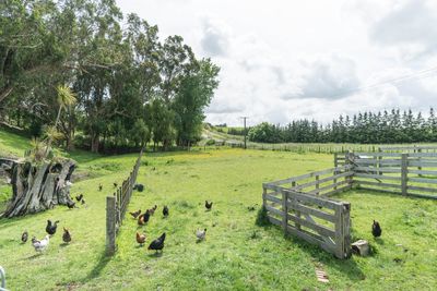 187 Cemetery Rd, Sanson, Manawatu | Tall Poppy 