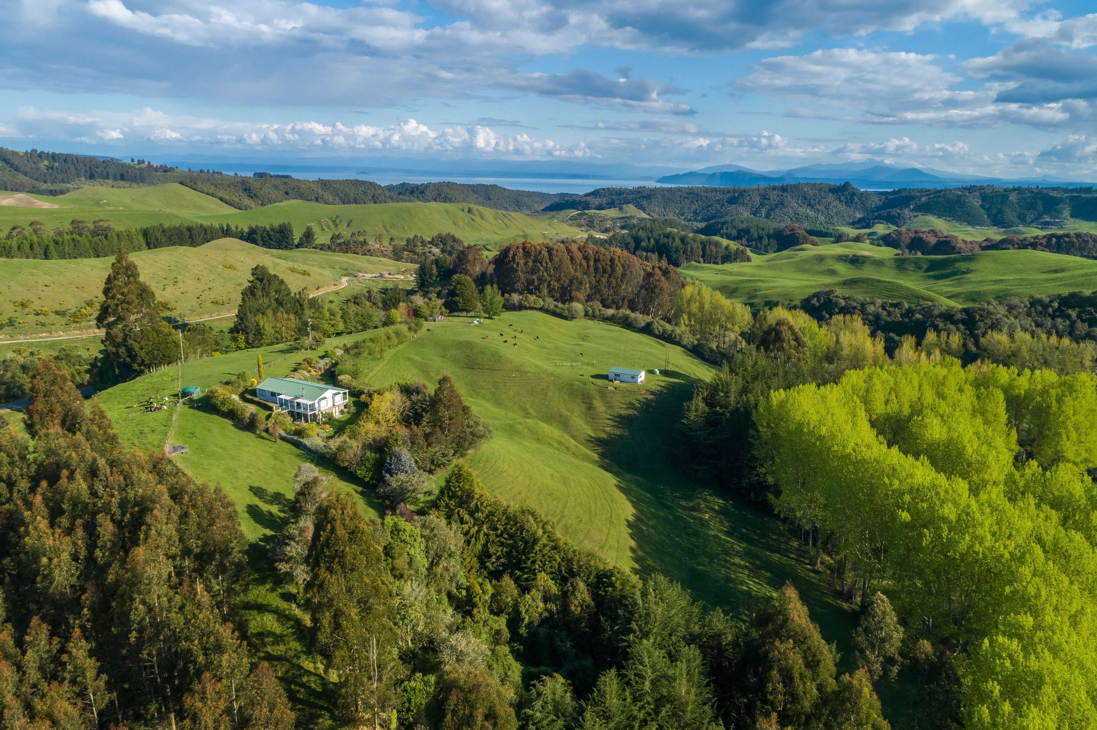 1916 Whangamata Road, Marotiri, Taupo, Waikato | Tall Poppy